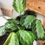Maranta Silver Band
