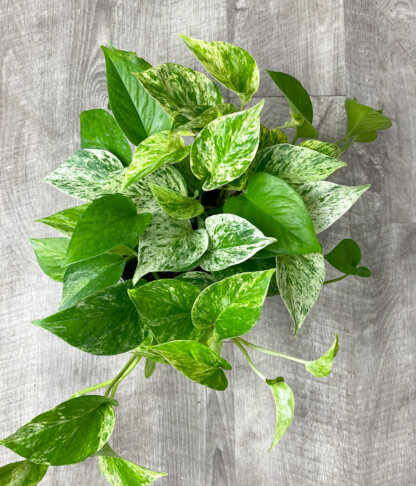Marble Queen Pothos