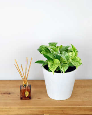 Marble Queen Pothos