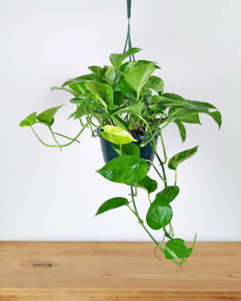 Medium, Hanging Basket Medium, Hanging Basket