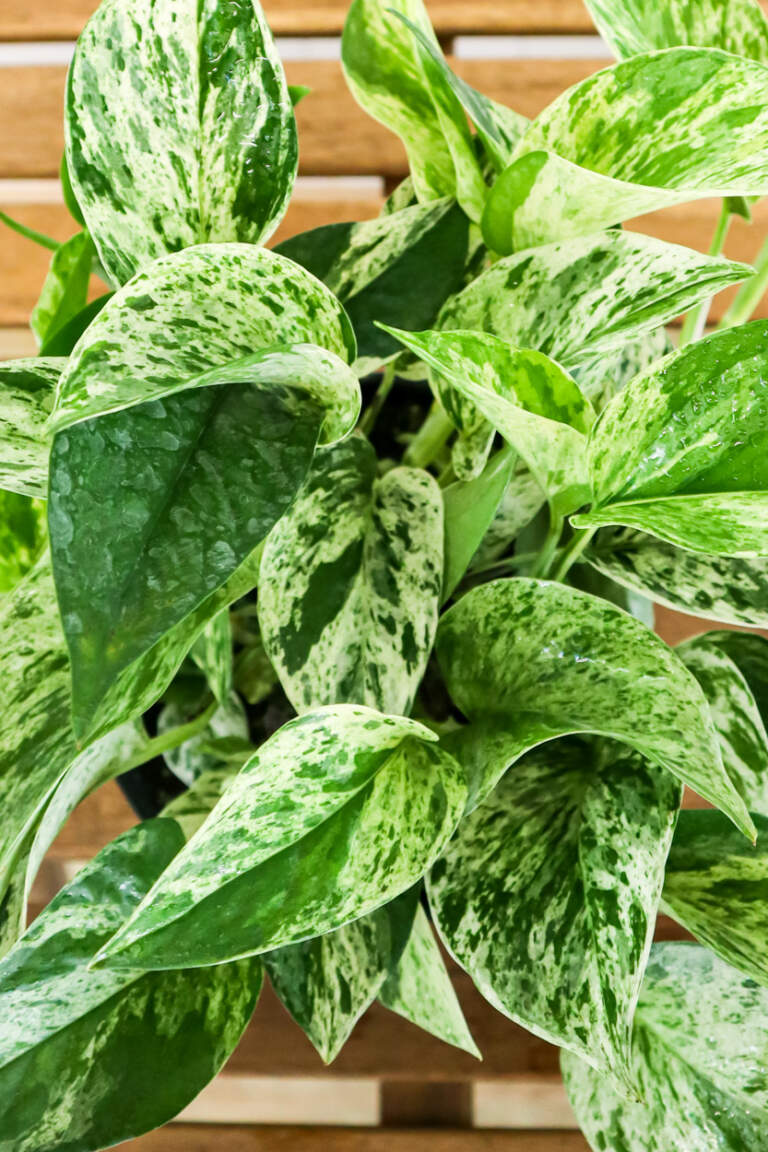 Buy Epipremnum aureum 'Marble Queen', Pothos Vine | Free Shipping over $100