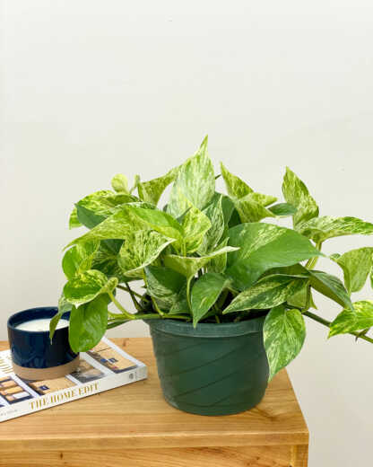 marble queen pothos