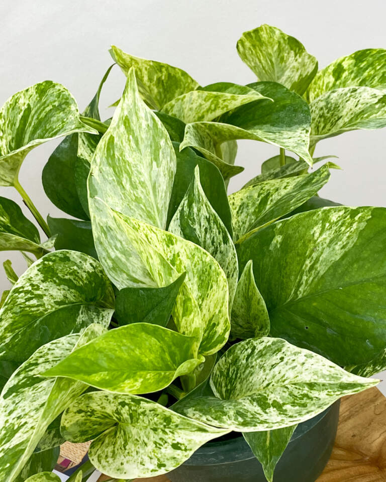 Marble Queen Pothos PlantVine Marble Queen Pothos PlantVine