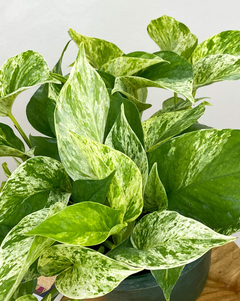 Marble Queen Pothos PlantVine