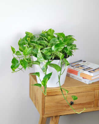 Marble Queen Pothos
