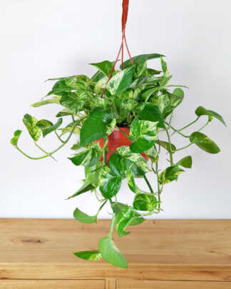 Marble Queen Pothos