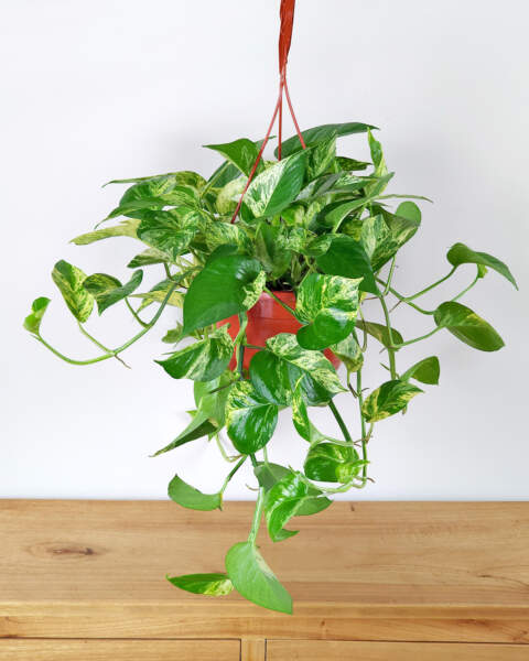 Large, Hanging Basket Large, Hanging Basket