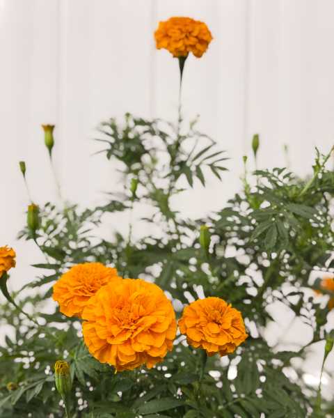 Flower Flower