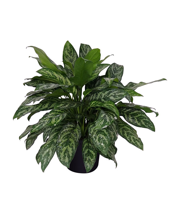 Buy Aglaonema ‘Mary Ann’ Elite | Free Shipping over $100