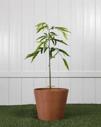 Mast Tree