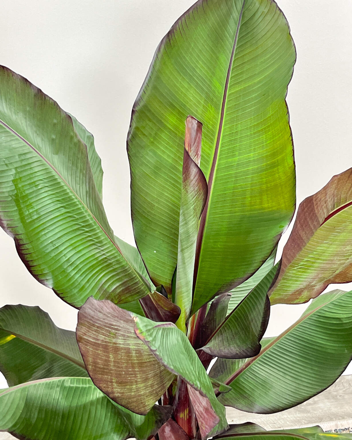 Maurelii Red Banana Tree PlantVine