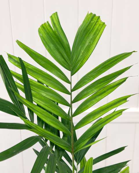 Leaves Leaves
