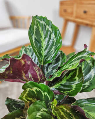 Medallion Calathea