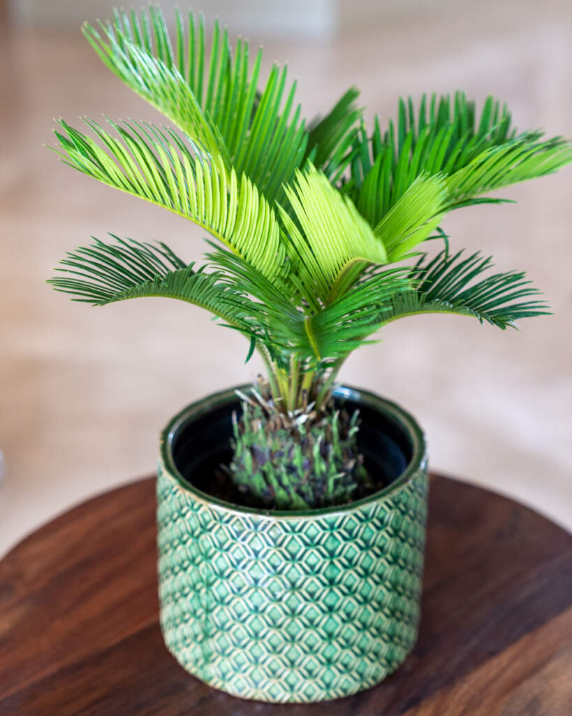 King Sago Palm