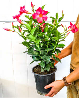 medium pink mand bush