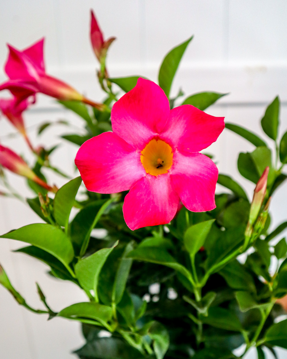 Dipladenia