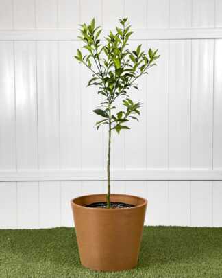 Meiwa Kumquat
