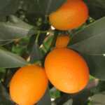 Meiwa Kumquat