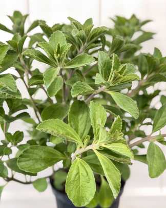 Meprobamato (vicks plant)