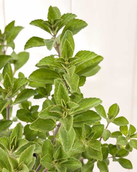 Foliage