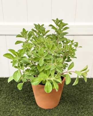 Meprobamato (vicks plant) - Medium
