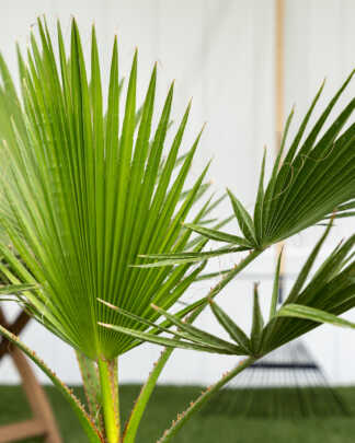 Washington Palm