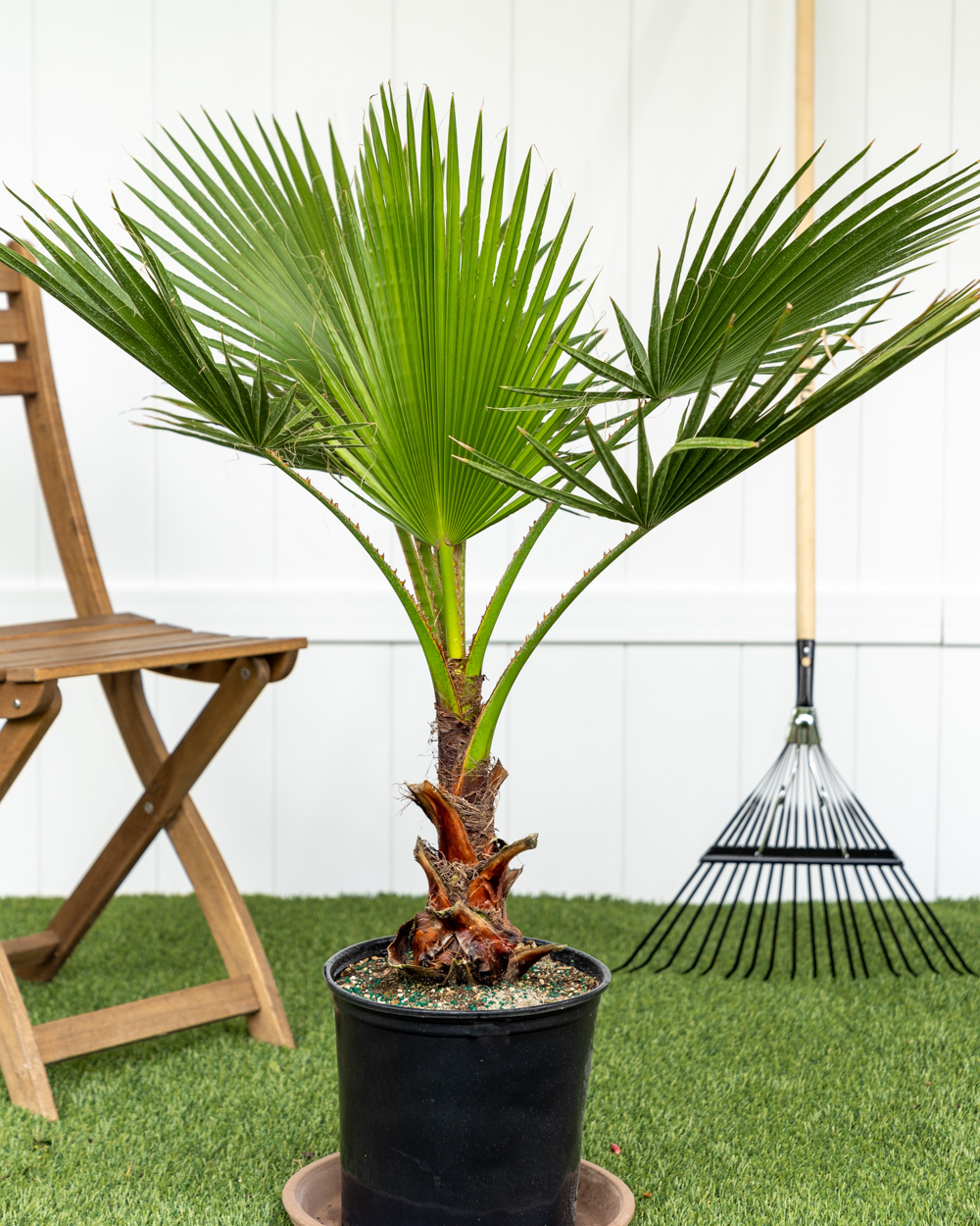 Order Palm Online | Mexican Fan Palm Plant