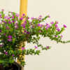 mexican heather