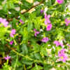 mexican heather