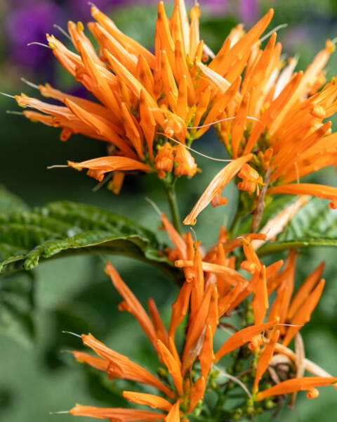 Flowers Flowers