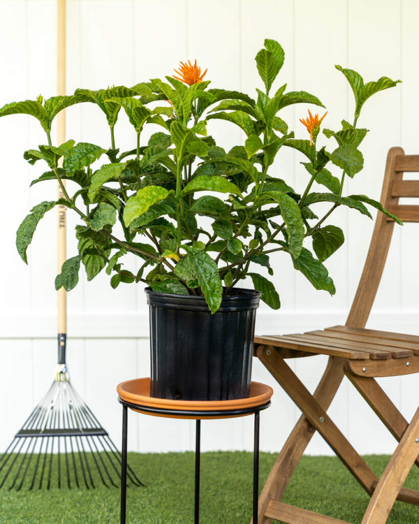 Mexican Honeysuckle
