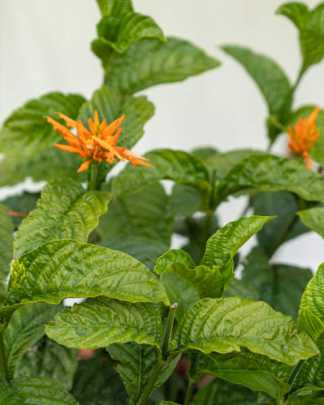 Mexican Honeysuckle