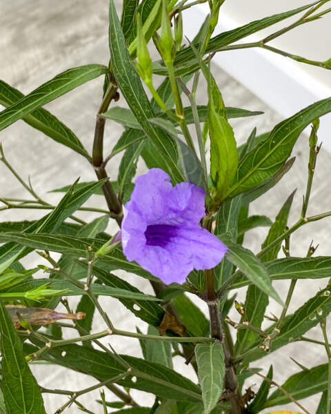 Flower Flower