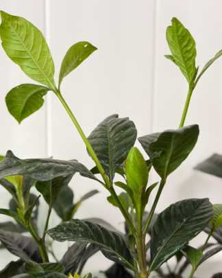 Miami Supreme Gardenia