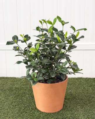 Miami Supreme Gardenia - Large, Bush