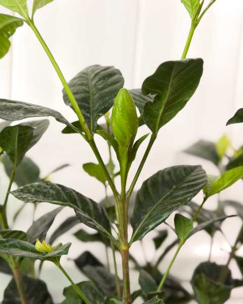 Leaves Leaves