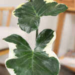 Mickey Mouse Elephant Ear