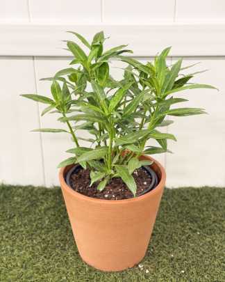 Milkweed - Medium