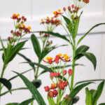 Milkweed
