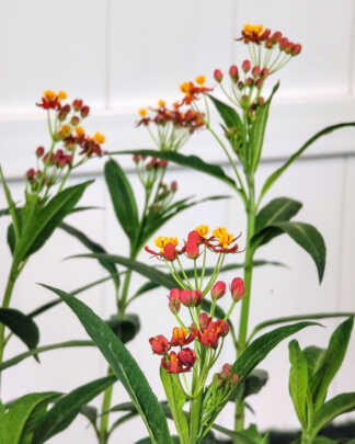 Milkweed