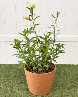 Milkweed Yellow - Large