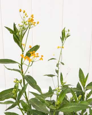 Milkweed Yellow