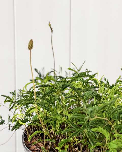 Foliage