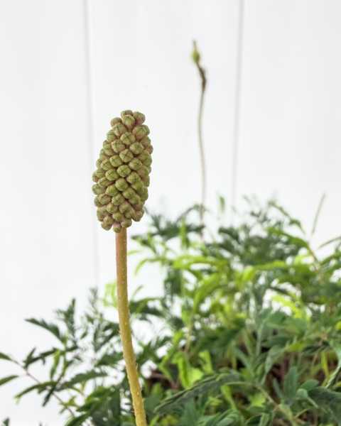 Foliage