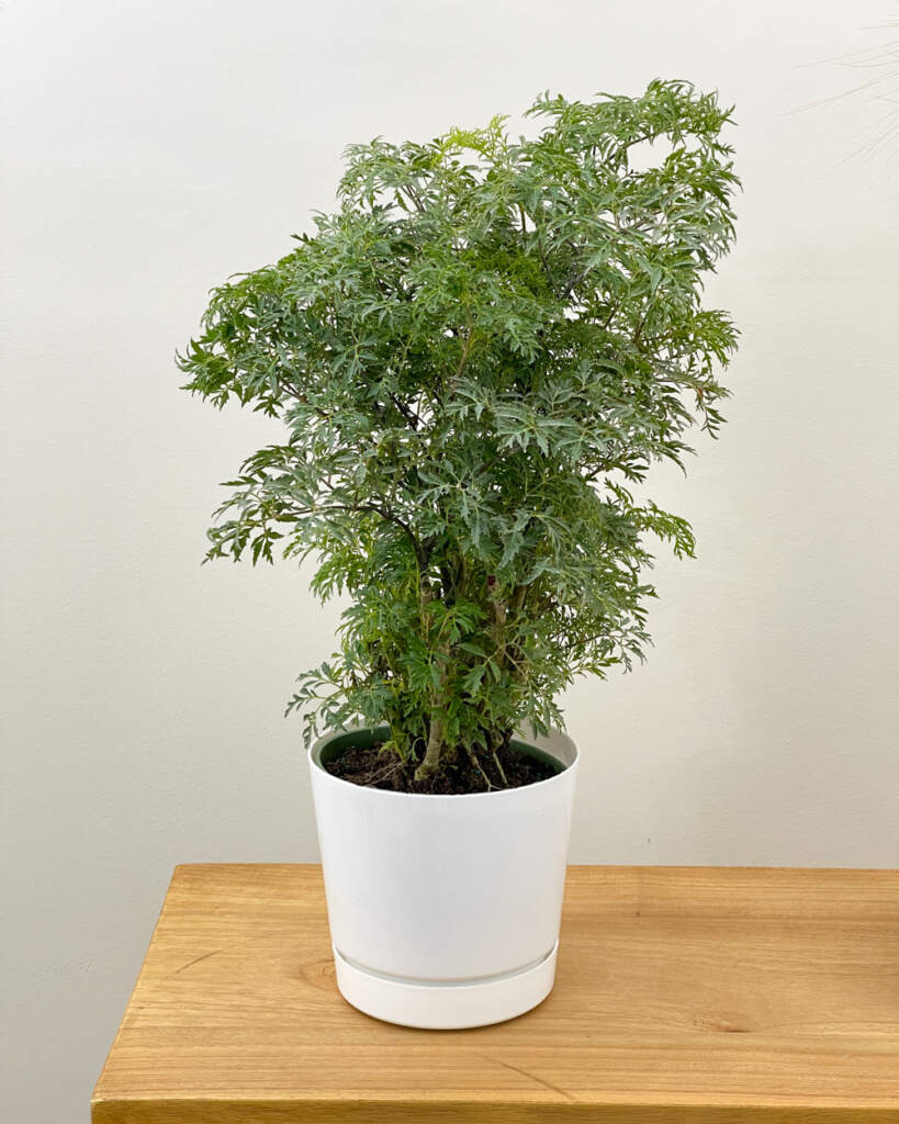Polyscias fruticosa, Ming aralia