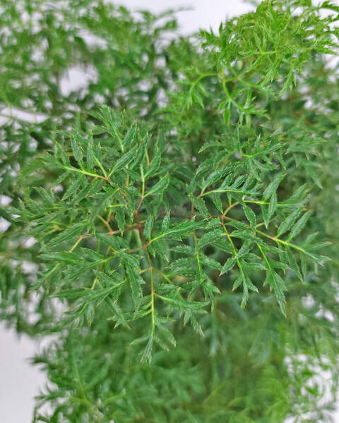Foliage Foliage