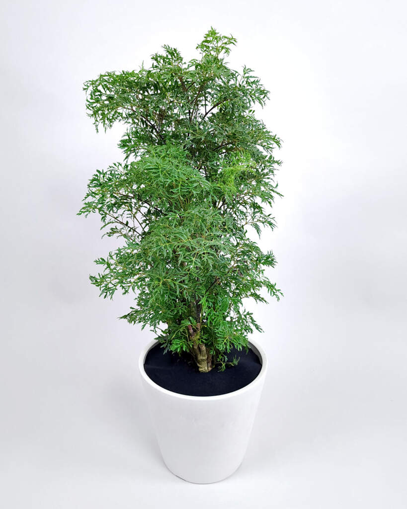 Ming Aralia