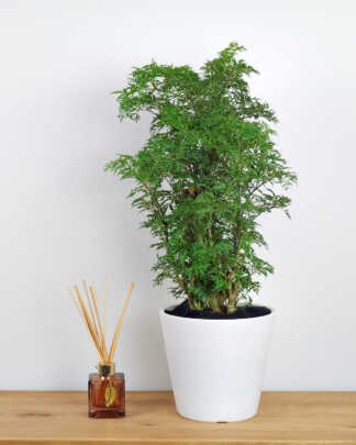 Ming Aralia