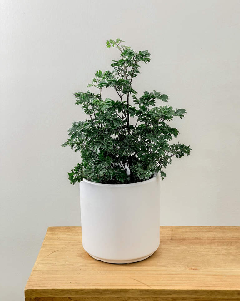 Parsley Aralia, Polyscias fruticosa ‘Elegans’ PlantVine