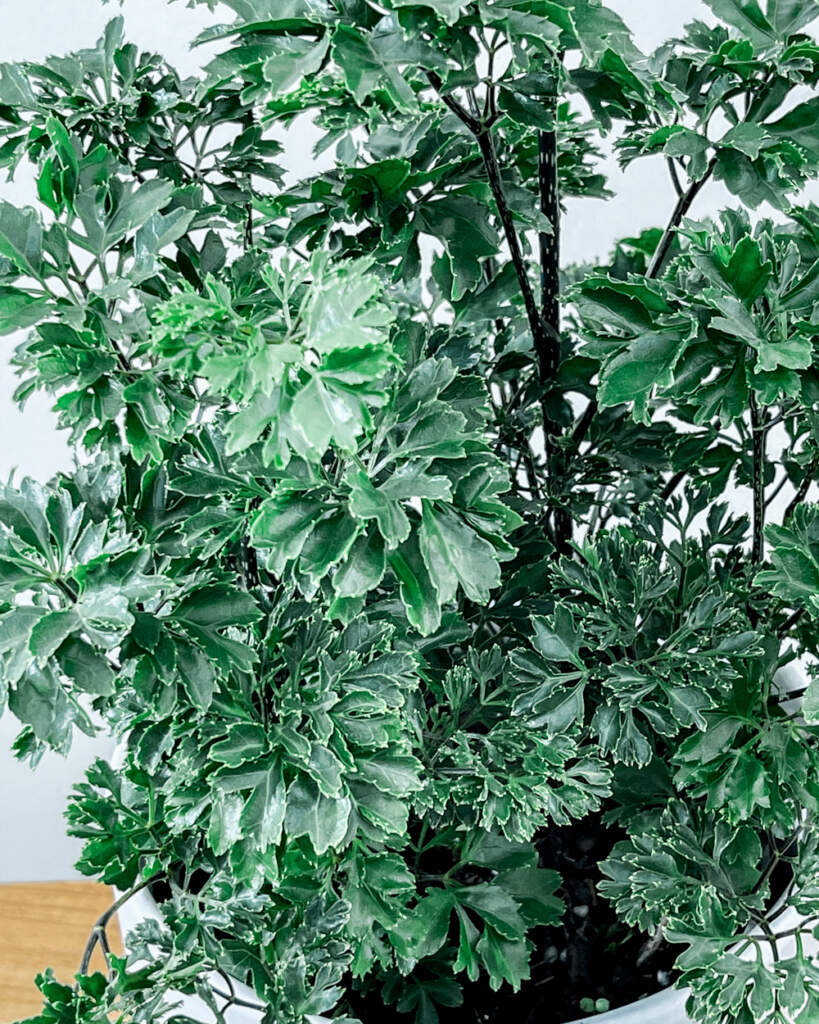Parsley Aralia PlantVine
